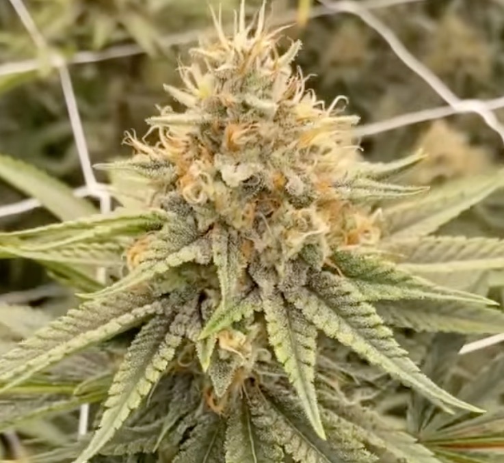 White Widow from video