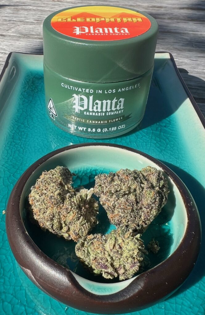 Photo of Planta's Cleopatra flower and jar.