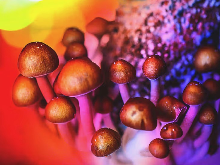 Psychedelic_Mushrooms_Color-732x549-Thumbnail