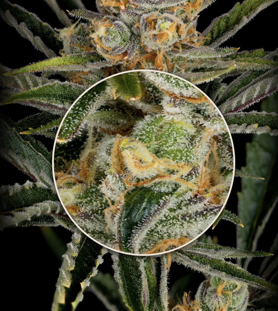 Heirbloom Orange Crush Strain Review