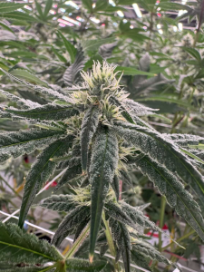 Smokin' Local Antheia Cannabis